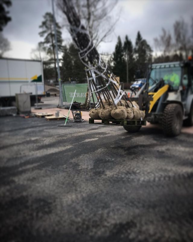 Istutuskausi käynnissä.
#artpiha
#harviala 
#istutus
#espoo